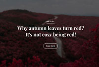 Metalic Solutions  Metalic solutions